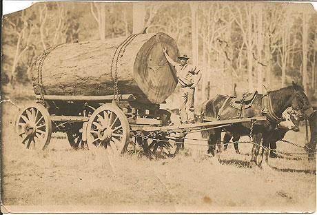 Timber wagon team - possibly Frank Benson or Jack Thompson
